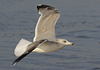 3cy argenteus in January, ringed in the Netherlands. (68274 bytes)