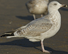 3cy argenteus in January, ringed in the Netherlands. (68274 bytes)