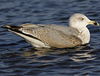3cy argenteus in January, ringed in the Netherlands. (68274 bytes)