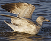 3cy argenteus in January, ringed in the Netherlands. (68274 bytes)