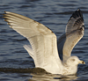 3cy argenteus in January, ringed in the Netherlands. (68274 bytes)