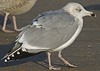 3cy argentatus in January. (80207 bytes)