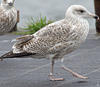 1cy argenteus in September (65624 bytes)