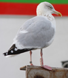 Herring Gull