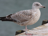 Herring Gull