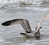1cy argenteus in August, ringed in Belgium. (90559 bytes)