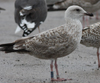 1cy argenteus in November, ringed in Belgium. (25637 bytes)