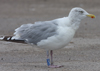 Herring Gull