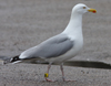 Herring Gull