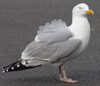 Herring Gull