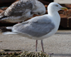 Herring Gull