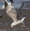 Herring Gull