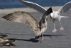 Herring Gull