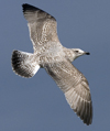 Herring Gull