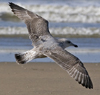 Herring Gull