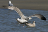 Herring Gull