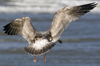 Herring Gull
