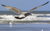 Herring Gull
