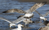 Herring Gull