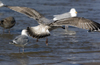 Herring Gull