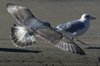 Herring Gull