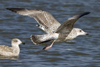 Herring Gull