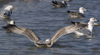 Herring Gull