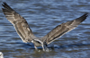Herring Gull