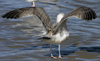 Herring Gull