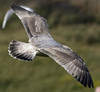 Herring Gull