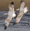 Herring Gull