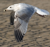 Herring Gull
