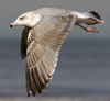 Herring Gull