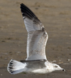 Herring Gull