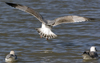 Herring Gull