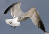 Herring Gull