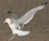 Herring Gull