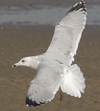Herring Gull