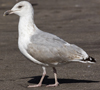 Herring Gull