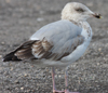 Herring Gull