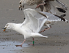 1cy argenteus in September (65624 bytes)
