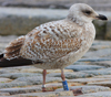 Herring Gull