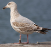 Herring Gull