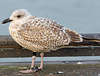 1cy argenteus in August, ringed in Belgium. (90559 bytes)
