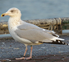 3cy argentatus in January. (80207 bytes)
