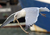 Herring Gull