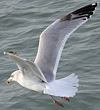 3cy argentatus in January. (80207 bytes)