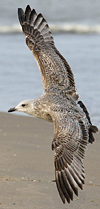 3cy argentatus in January. (80207 bytes)