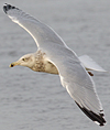 3cy argentatus in January. (80207 bytes)