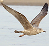 3cy argentatus in January. (80207 bytes)